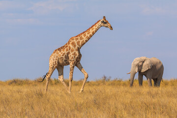 Obraz na płótnie Canvas Giraffe and elephant in th Etosha National Park in Namibia.