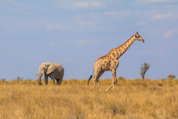 Giraffe and elephant in th Etosha National Park in Namibia.