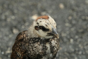 Red Jungle Fowl Chicken Rooster in a park farm