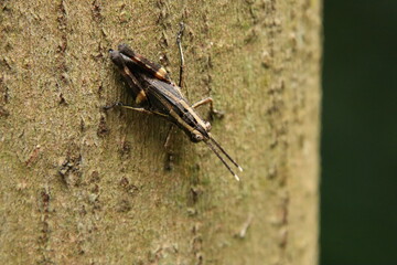 Spur Throated Grasshopper on a tree trunk