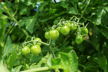 green tomatoes on a branch.