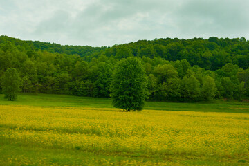 field and blue sky