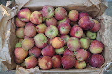 apples in the market
