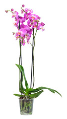 Fototapeta na wymiar blooming purple orchid isolated on white background
