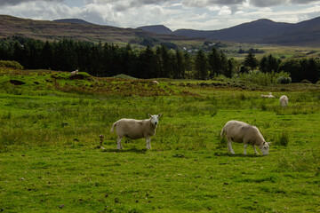 Sheep Pasture in Scotland
