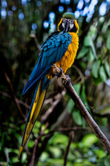 parrot in zoo