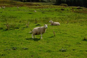 Sheep Pasture in Scotland