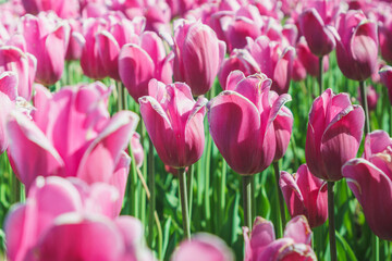 Obraz premium tulips fortress