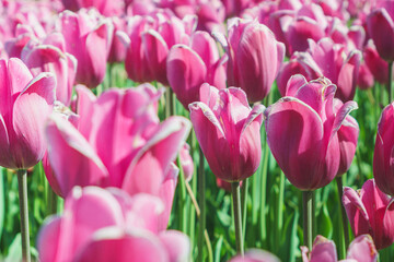 Obraz premium tulips fortress