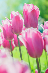 tulips fortress