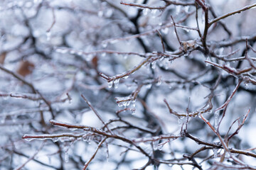 macro of winter nature season with icy branch. selective focus. winter nature with icy plant.