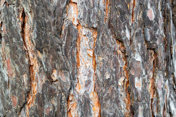 the texture of pine bark in close-up as a background