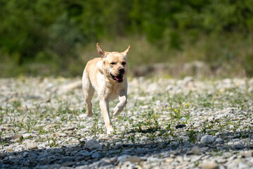 Labrador retriever running on the river