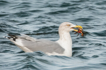 Schwimmende Möwe mit einer Krabbe im Schnabel