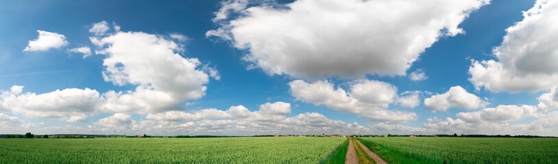 Fototapeta na wymiar panorama of a summer landscape with a green field and a blue sky