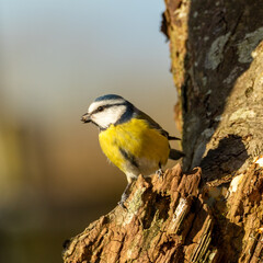 Blue tit on old timber.