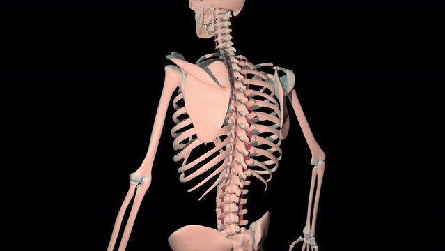 Intertrasversarii Muscles Full Rotation Loop