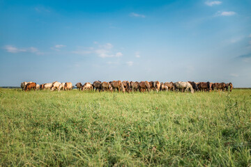 A herd of thoroughbred horses grazes on a summer field.