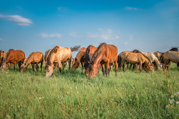 Naklejka na ściany i meble A herd of thoroughbred horses grazes on a summer field.