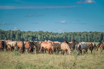 Naklejka na ściany i meble A herd of thoroughbred horses grazes on a summer field.