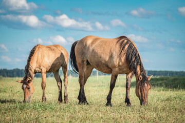 Obraz na płótnie Canvas A herd of thoroughbred horses grazes on a summer field.
