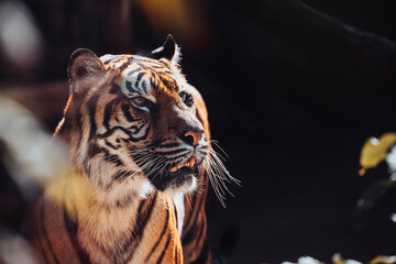 Sumatran tiger, panthera tigris sumatrae, close up head shot photo