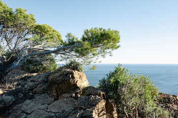 landscape near the sea with pine trees in brava coast Spain Catalonia along of caminos de Ronda