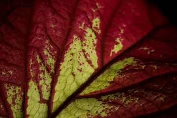 Obraz premium A closeup view of a red and yellow leaf. Macro leaf. hexagonal patterns.Abstract natural floral background Selective focus, macro. Flowing lines of leaves