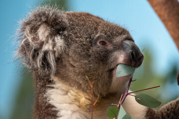 Koala in captivity at Longleat Safari Park in Wiltshire, UK
