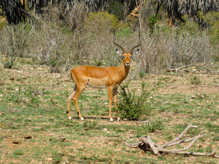 antelope