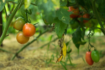 unripe red tomatoes in organic greenhouse on a blurred background. Eco-friendly natural products, rich fruit harvest. Close up macro.  Copy space for your text. Selective focus.