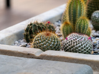 detail of a succulent plant