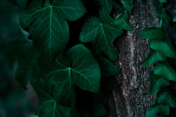 Common ivy leaves on the bark of a tree, dark green toned. - 563263387