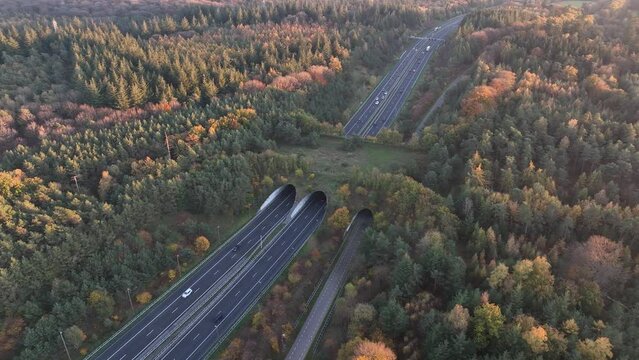 Eco passage is an infrastructure solution that allows wildlife to safely cross busy roads and highways, preserving habitats and reducing animal-vehicle collisions.