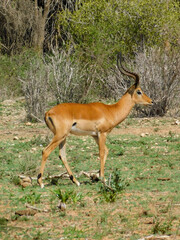 Fototapeta premium gazelle
