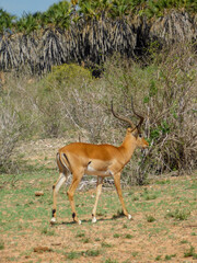 gazelle