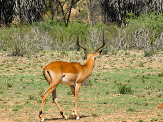 gazelle