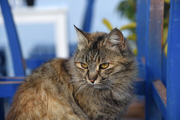 schöne goldbraune Katze