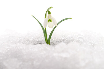 Snowdrop and Snow. - 563265343