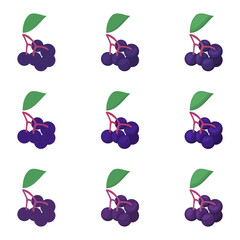 A vector drawn elderberry illustration with various colors and amount of details