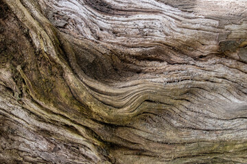 Close up light brown tree roots with wavy design texture