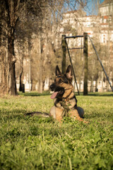 Andreia and Milú went to the park on a beautiful Autumn sunny afternoon. There, Milú met her good friend Pipo, the Beagle. Later, when they returned home, Andreia played a bit with her hamster Noé.