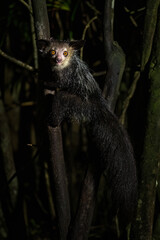 Aye-aye - Daubentonia madagascariensis, unique nocturnal primate endemic in Madagascar forests.