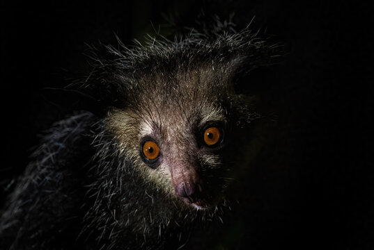 Aye-aye - Daubentonia madagascariensis, unique nocturnal primate endemic in Madagascar forests.
