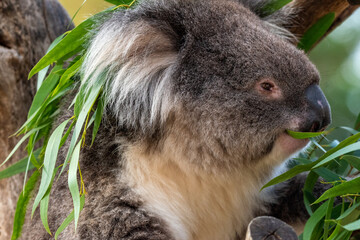 Close up of a koala eating eucalyptus leaves whilst sat on a tree branch. At Longleat Safari Park in Wiltshire, UK