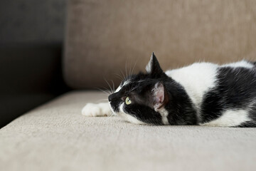 A black and white cat with green eyes lies on the sofa and looks away