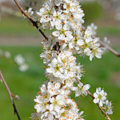 Blühener Schlehdorn, Prunus spinosa, im Frühling