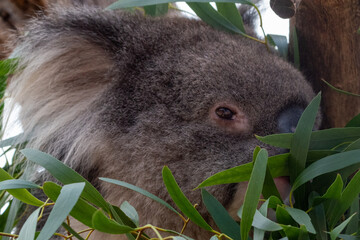 Close up of a koala eating eucalyptus leaves whilst sat on a tree branch. At Longleat Safari Park in Wiltshire, UK
