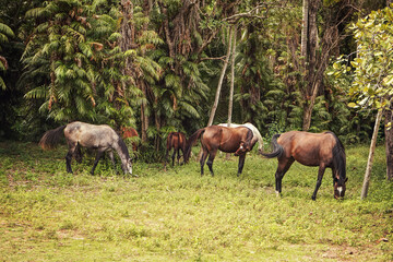 Group of white and brown horses grazing next to African jungle trees background, horseriding in Madagascar