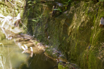 Closeup detail to large cobweb in Madagascar jungle, moss covered rocks near